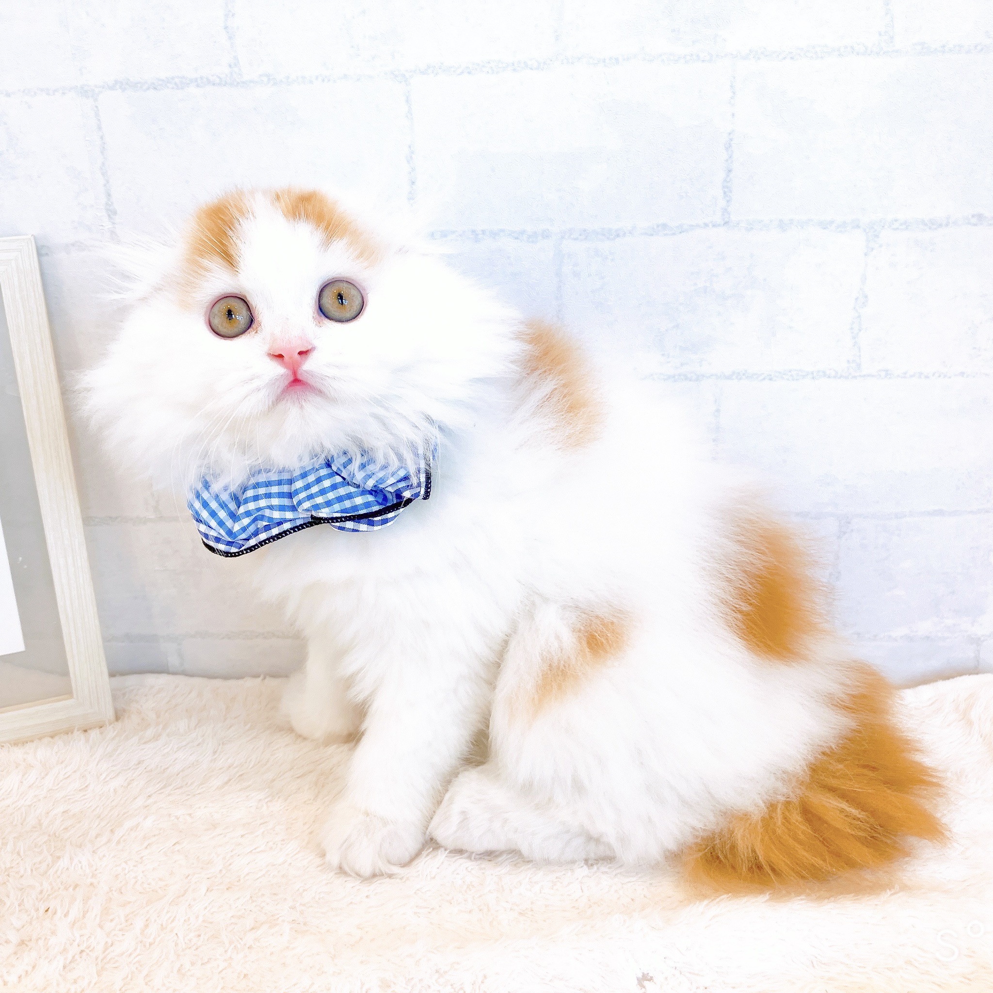 生体画像６
