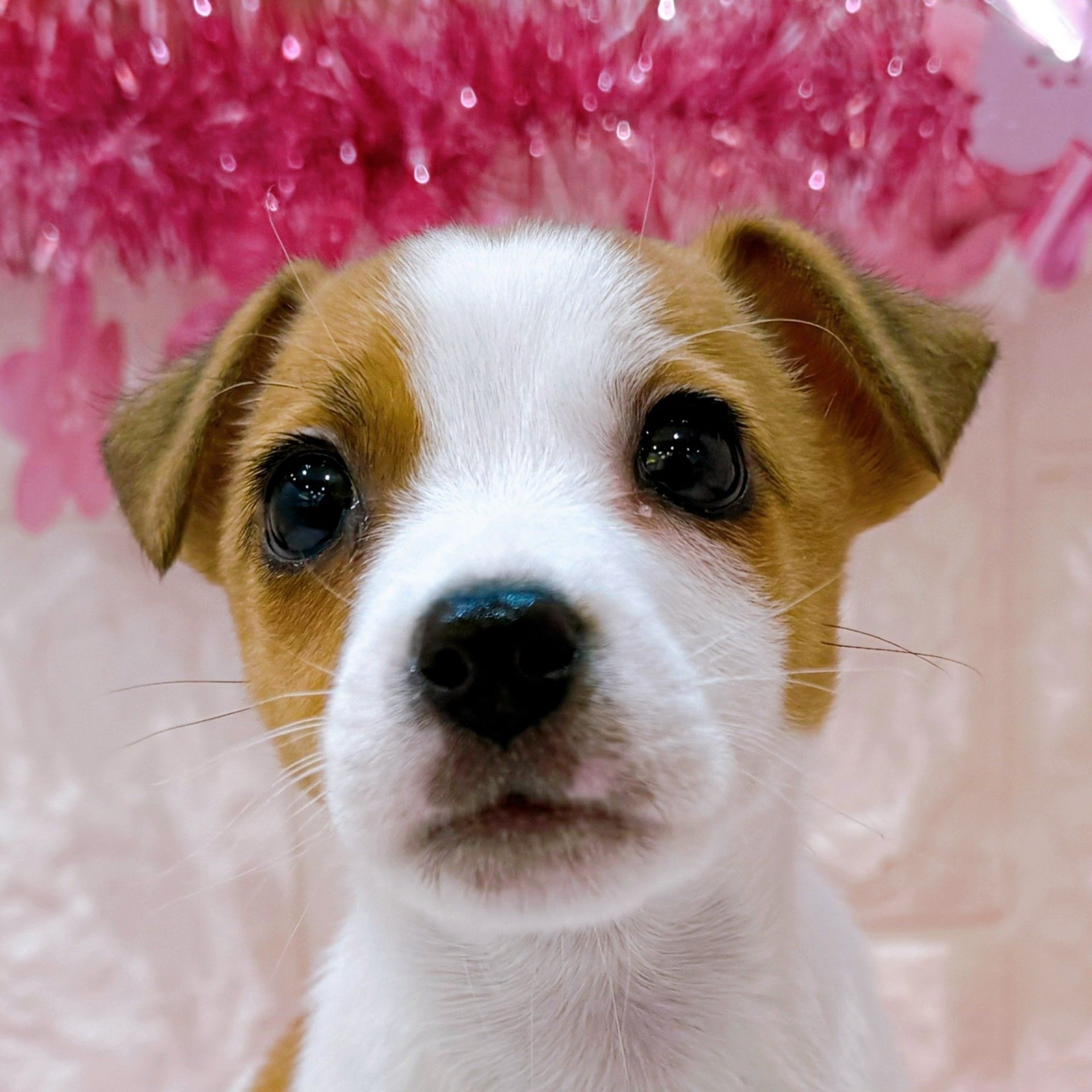 岡山県のジャックラッセルテリア (犬の家＆猫の里倉敷店/2026年1月25日生まれ/男の子/ホワイトタン)の子犬の1枚目の画像