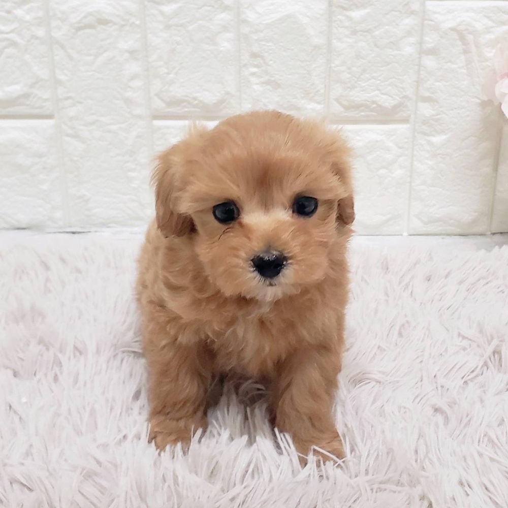 ハーフ犬女の子の写真