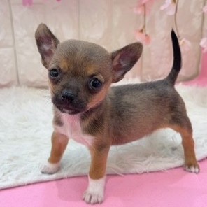 岡山県のハーフ犬・ミックス犬 (犬の家＆猫の里倉敷店/2026年1月23日生まれ/男の子/フォーンホワイト)の子犬の1枚目の画像