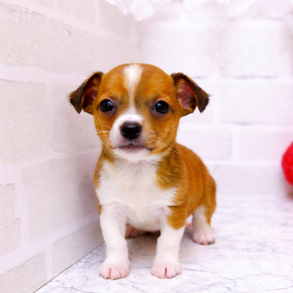 京都府のハーフ犬・ミックス犬 (犬の家＆猫の里京都精華店/2026年1月23日生まれ/男の子/フォーンホワイト)の子犬の1枚目の画像