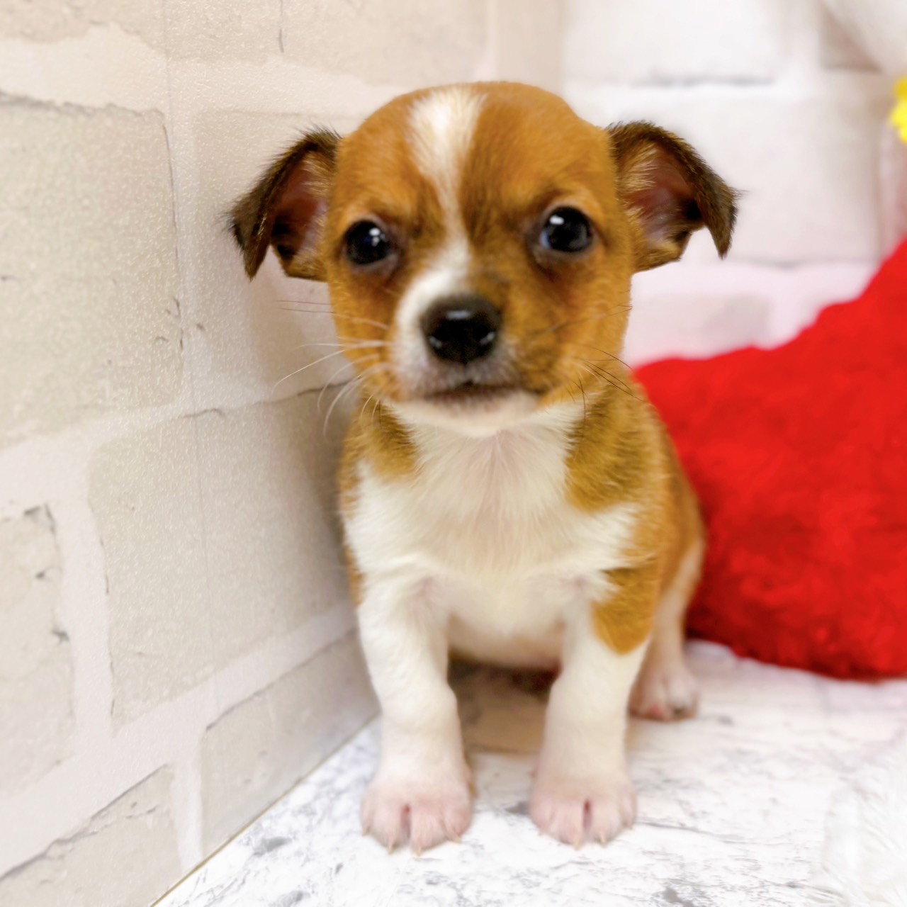 京都府のハーフ犬・ミックス犬 (犬の家＆猫の里京都精華店/2026年1月23日生まれ/男の子/フォーンホワイト)の子犬の1枚目の画像
