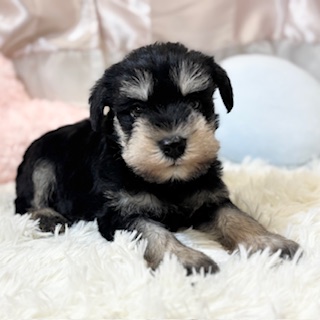 兵庫県のミニチュアシュナウザー (犬の家＆猫の里カナート西神戸店/2026年1月25日生まれ/男の子/ブラックシルバー)の子犬の1枚目の画像