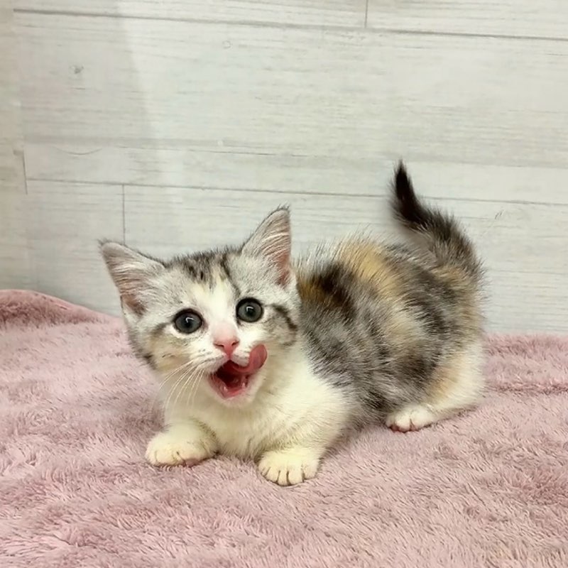 生体画像６