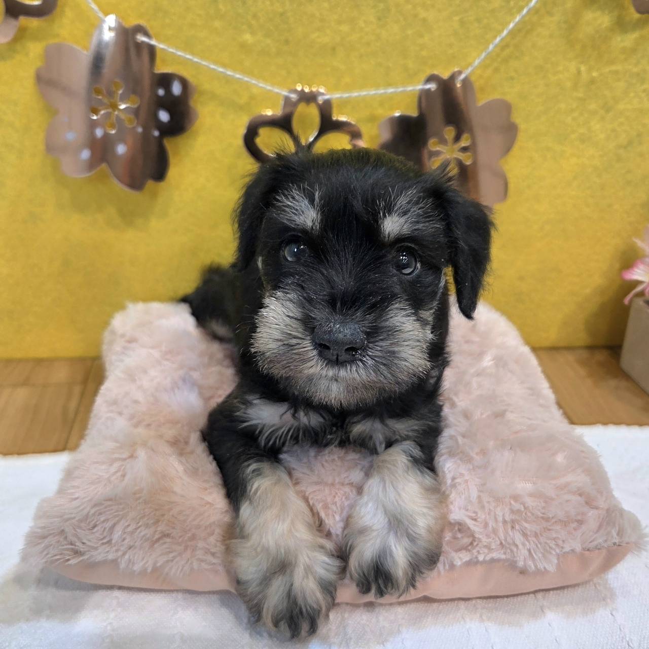 長野県のミニチュアシュナウザー (犬の家＆猫の里カインズ梓川店/2026年1月25日生まれ/男の子/ブラックシルバー)の子犬の1枚目の画像