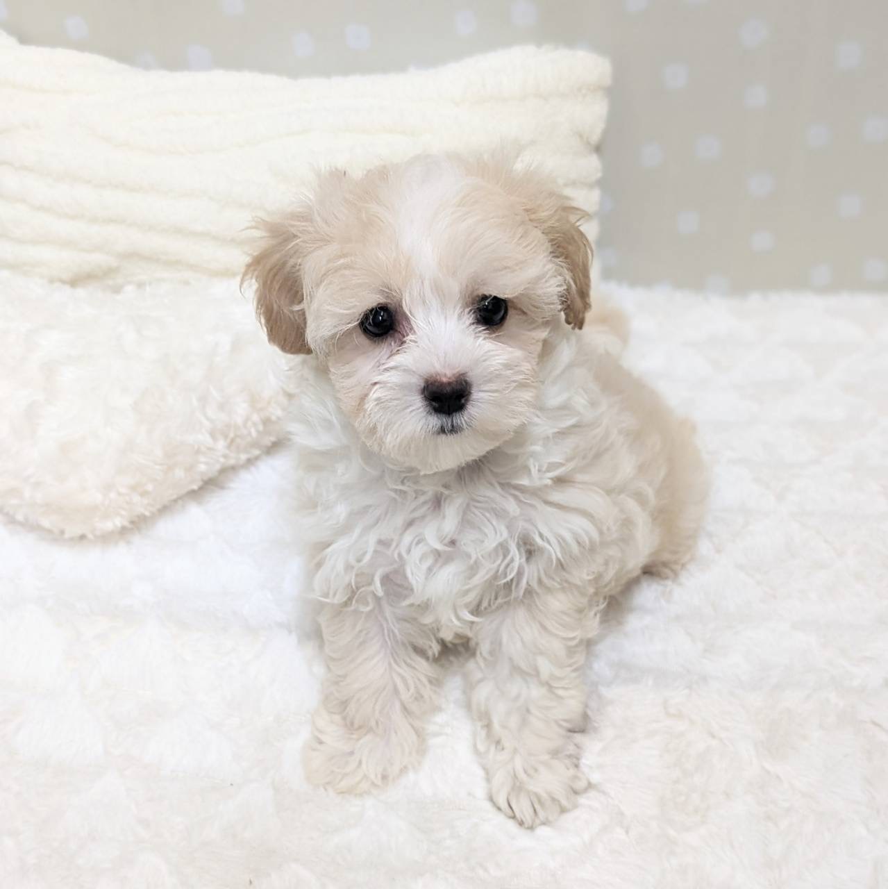 愛知県のマルプー(マルチーズ×プードル) (犬の家＆猫の里安城店/2026年1月27日生まれ/男の子/クリームホワイト)の子犬の1枚目の画像