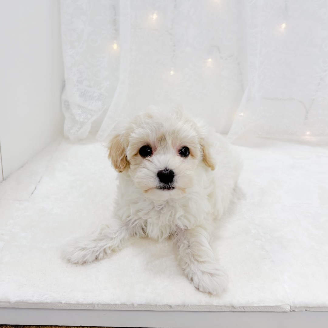 千葉県のマルプー(マルチーズ×プードル) (犬の家＆猫の里BIGHOPガーデンモール印西店/2026年1月27日生まれ/男の子/クリームホワイト)の子犬の1枚目の画像