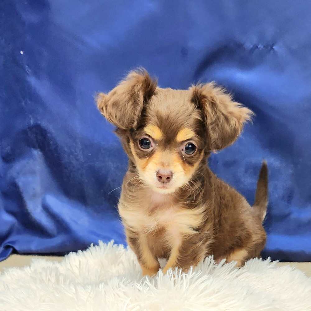 岐阜県のチワックス(チワワ×ダックス) (犬の家＆猫の里中津川店/2026年1月26日生まれ/女の子/チョコレートタン)の子犬の1枚目の画像