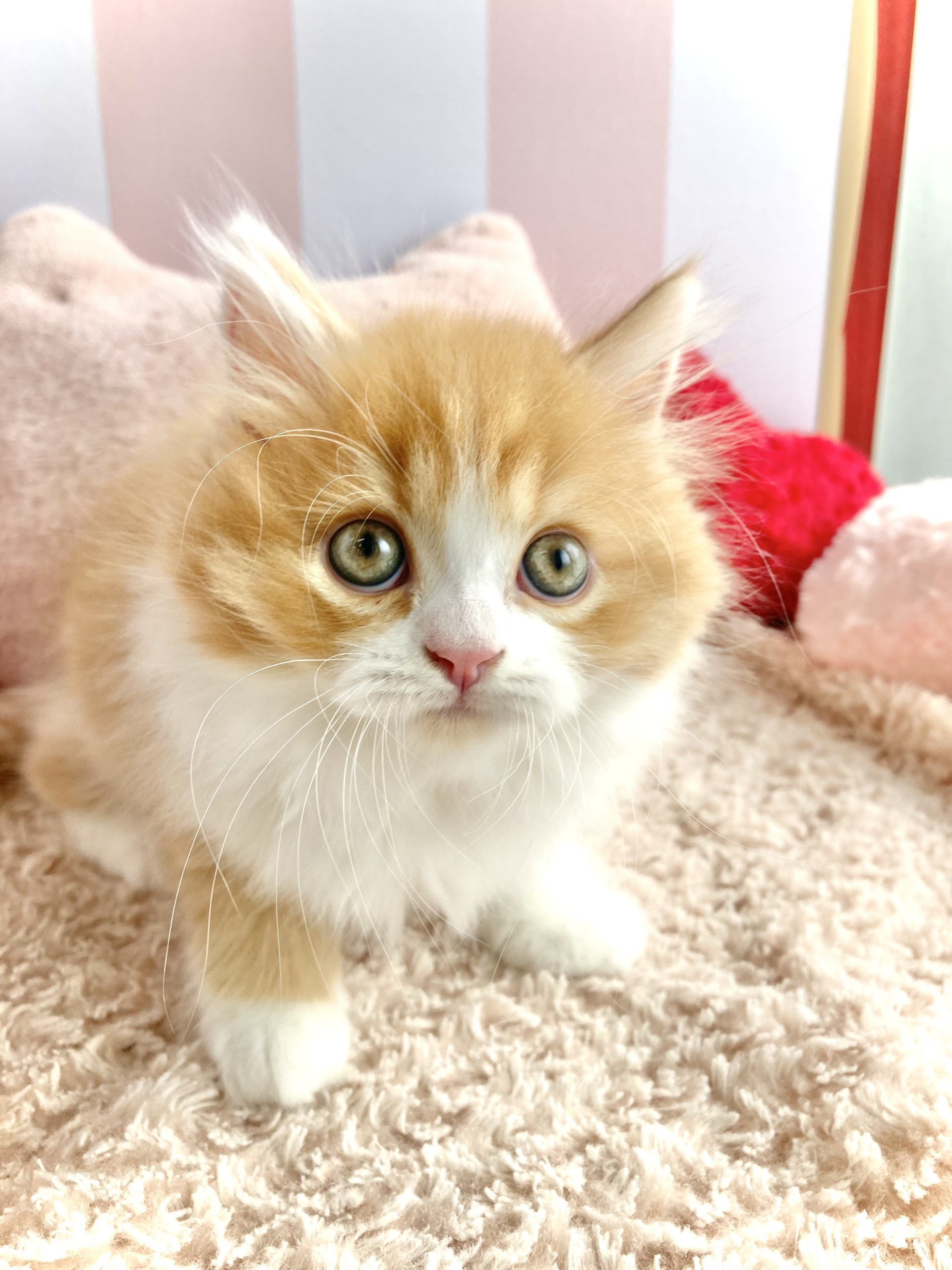 岡山県のミヌエット (犬の家＆猫の里倉敷中庄店/2026年1月28日生まれ/男の子/レッドタビーホワイト)の子猫の1枚目の画像