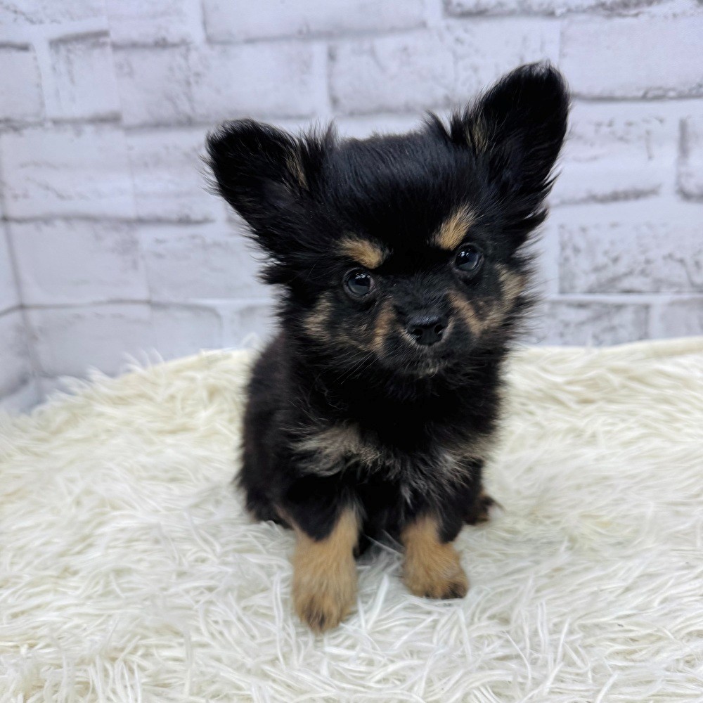 愛知県のチワワ(ロング) (犬の家＆猫の里MEGAドン・キホーテ東海名和店/2026年1月31日生まれ/男の子/ブラックタンホワイト)の子犬の1枚目の画像