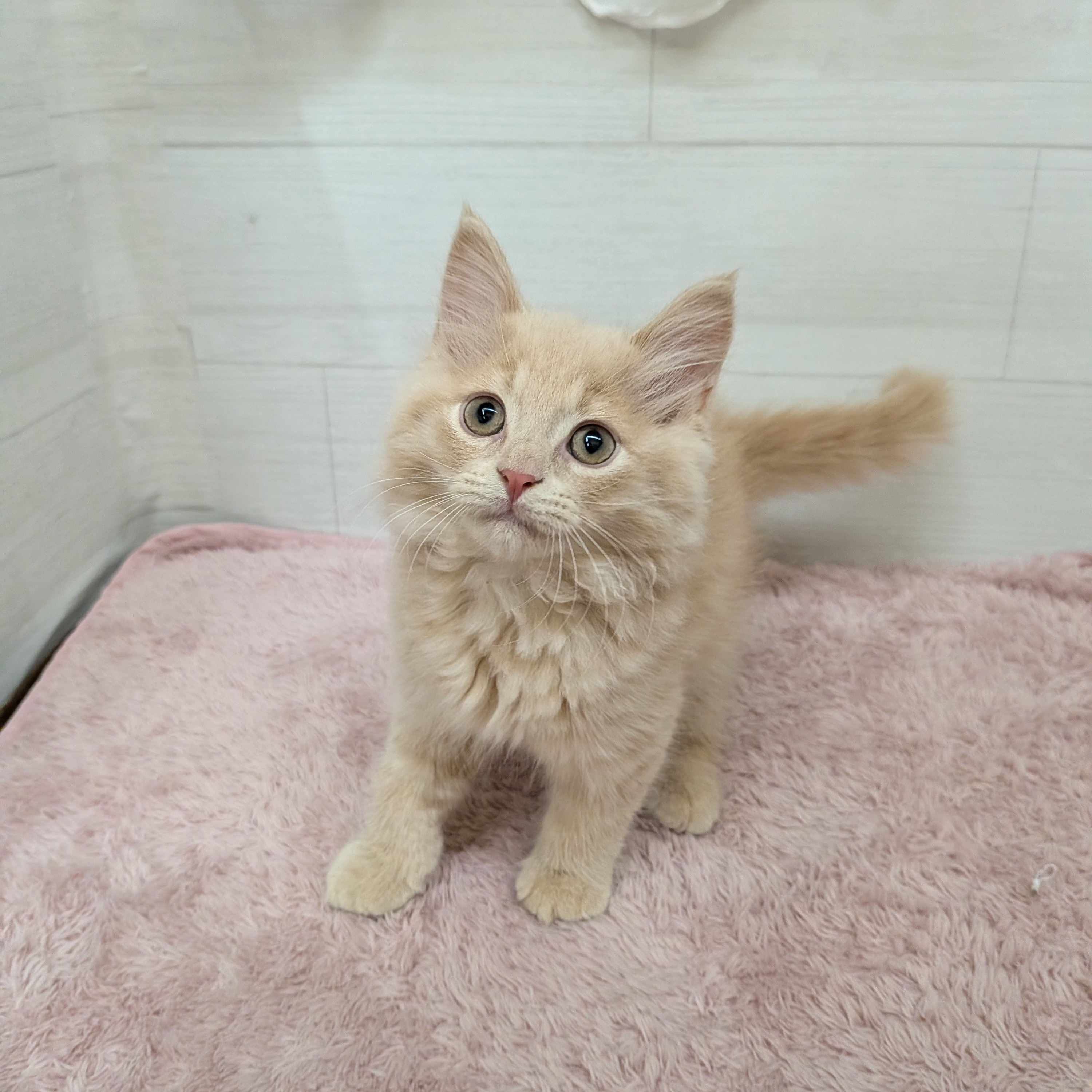 愛知県のスコティッシュフォールド (犬の家＆猫の里碧南店/2026年1月28日生まれ/男の子/クリームタビー)の子猫