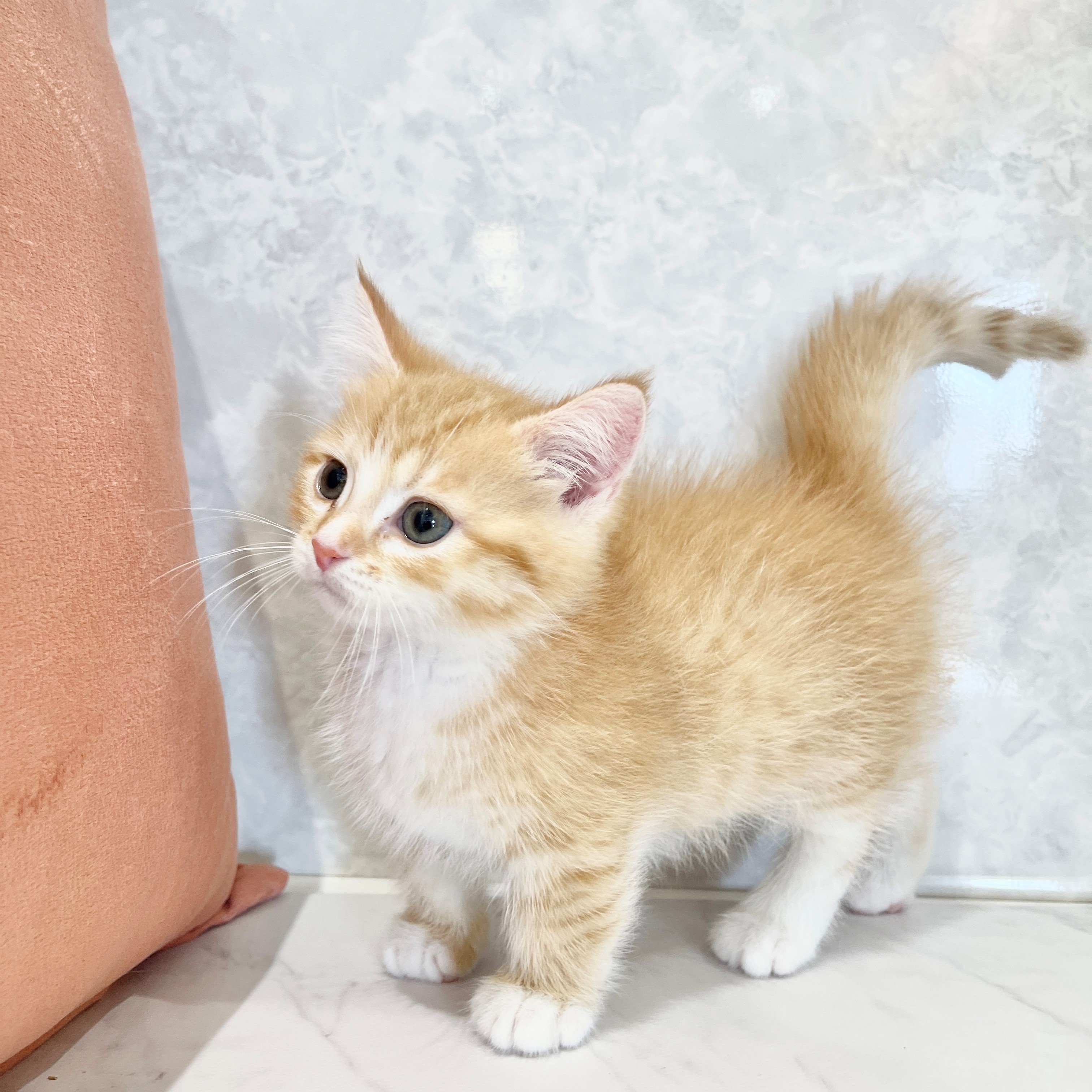 福岡県のミヌエット (犬の家＆猫の里くりえいと宗像店/2026年2月1日生まれ/女の子/レッドタビーホワイト)の子猫の1枚目の画像