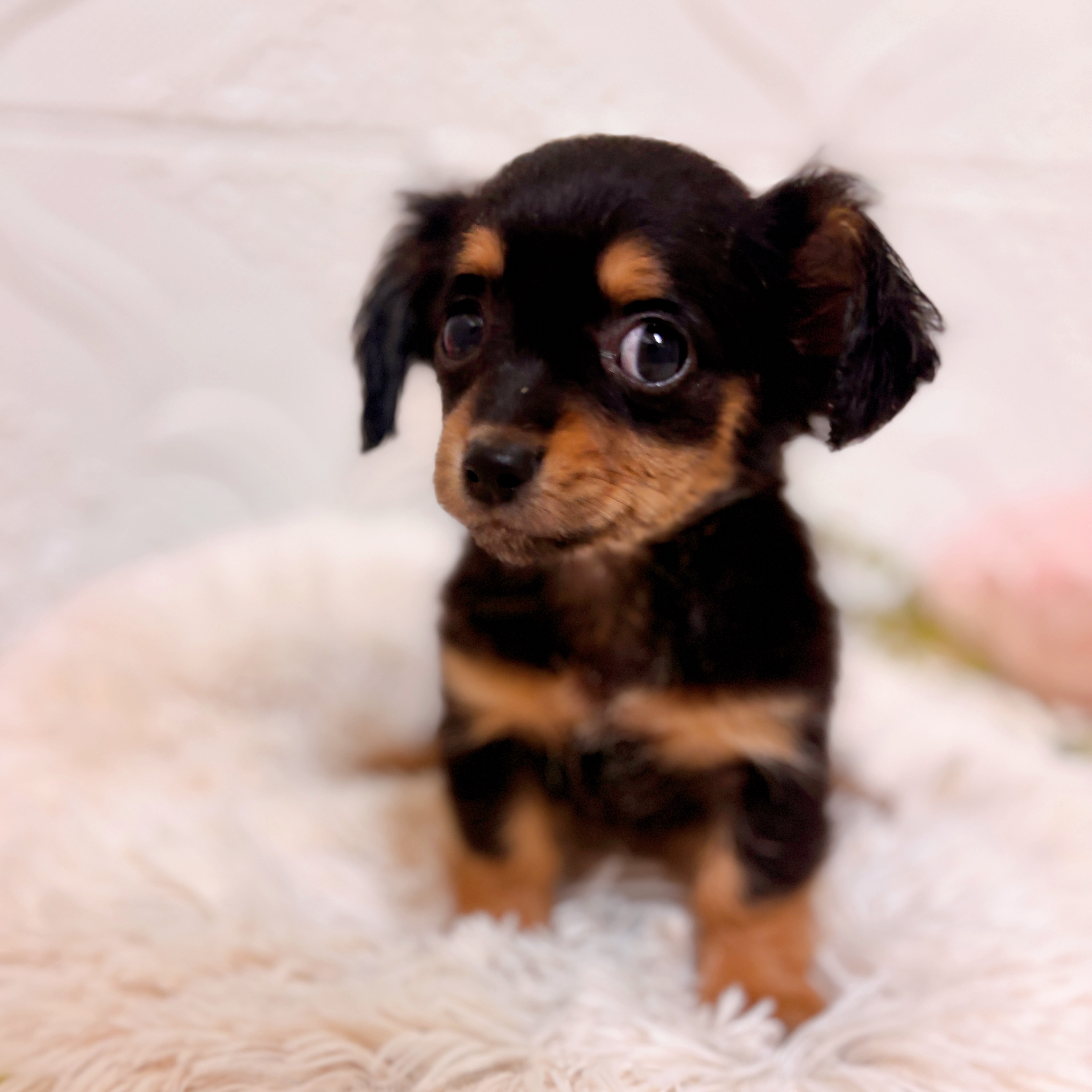 愛知県のチワックス(チワワ×ダックス) (犬の家＆猫の里岡崎店/2026年1月30日生まれ/女の子/ブラックタン)の子犬