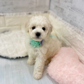 静岡県のビションフリーゼ (犬の家＆猫の里プレ葉ウォーク浜北店/2026年2月2日生まれ/男の子/ホワイト)の子犬の1枚目の画像