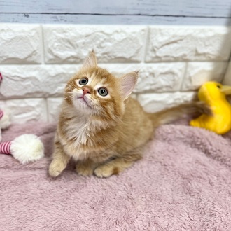 マンチカン男の子の写真