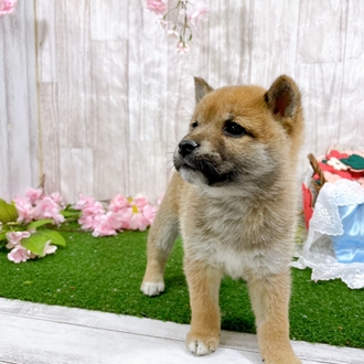神奈川県の柴犬(標準サイズ) (犬の家＆猫の里小田原店/2026年2月2日生まれ/女の子/赤)の子犬の1枚目の画像