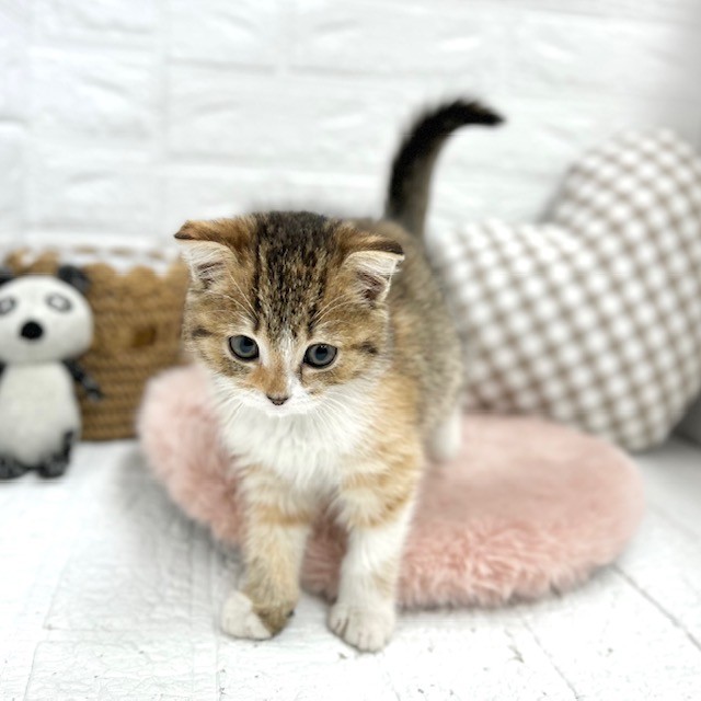 愛知県のスコティッシュフォールド (犬の家＆猫の里豊川インター店/2026年2月1日生まれ/女の子/ブラウンパッチドタビーホワイト)の子猫の1枚目の画像