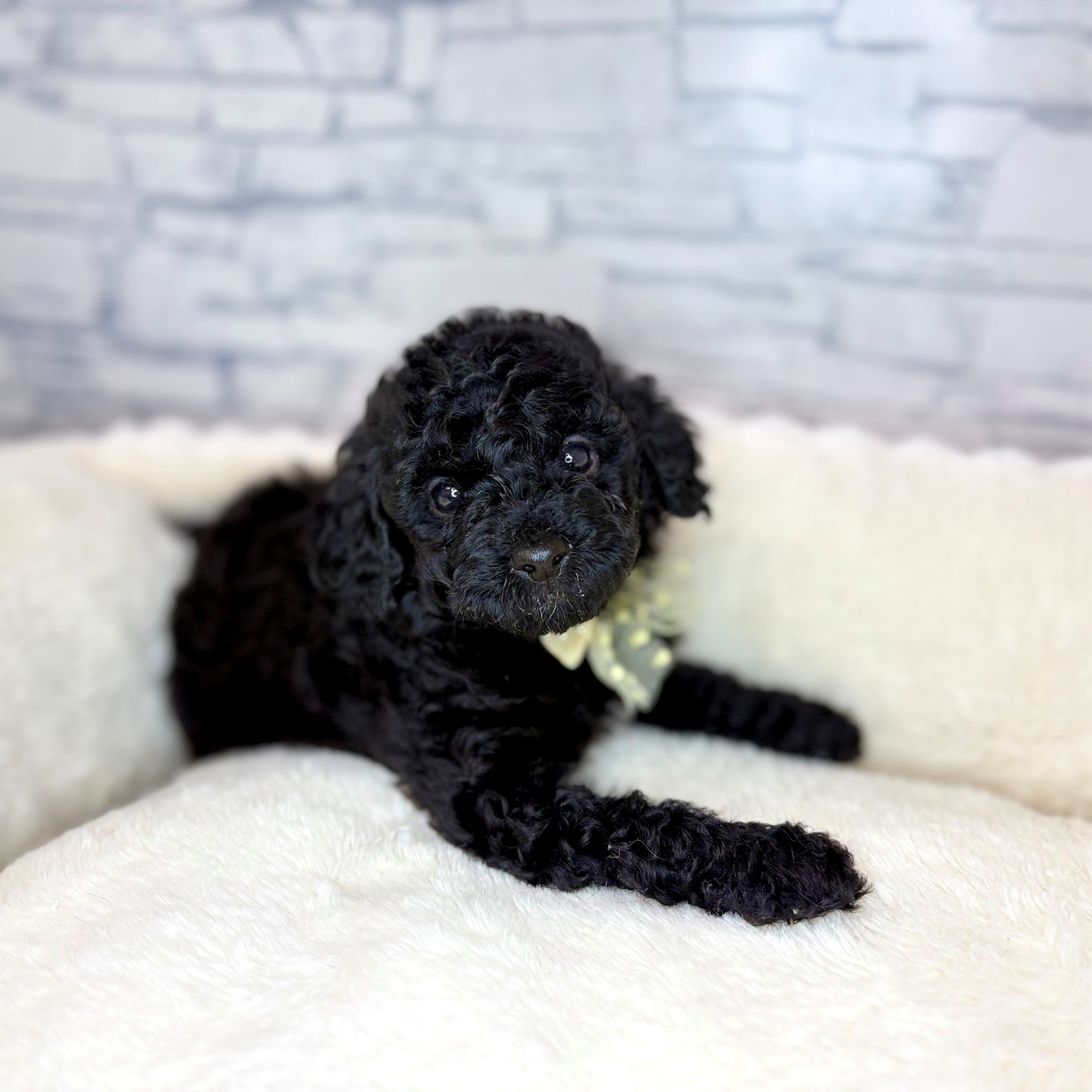 長野県のトイプードル(トイ) (犬の家＆猫の里長野店/2026年2月2日生まれ/男の子/ブラック)の子犬の1枚目の画像