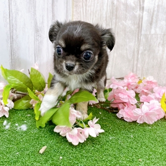 神奈川県のチワワ(ロング) (犬の家＆猫の里小田原店/2026年2月2日生まれ/男の子/ブラックタンホワイト)の子犬の1枚目の画像