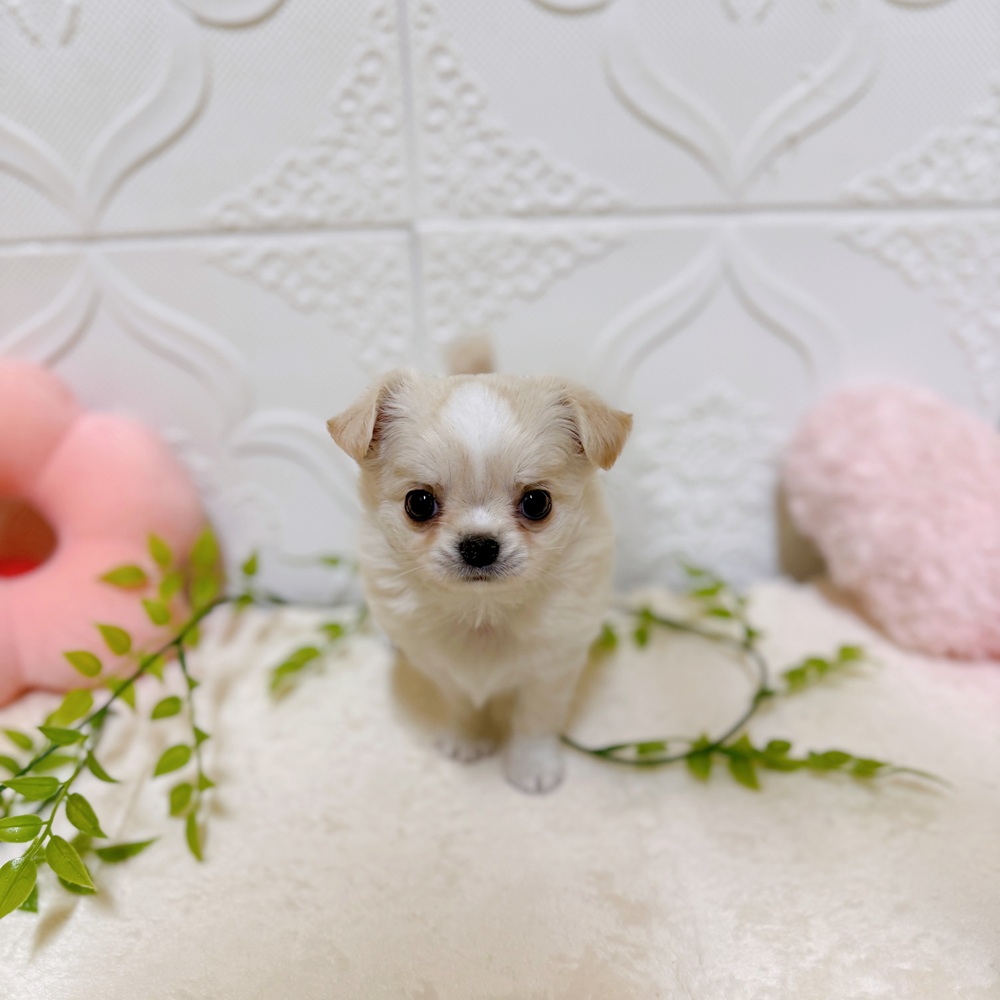愛知県のチワワ(ロング) (犬の家＆猫の里岡崎店/2026年2月2日生まれ/女の子/ホワイトクリーム)の子犬の1枚目の画像