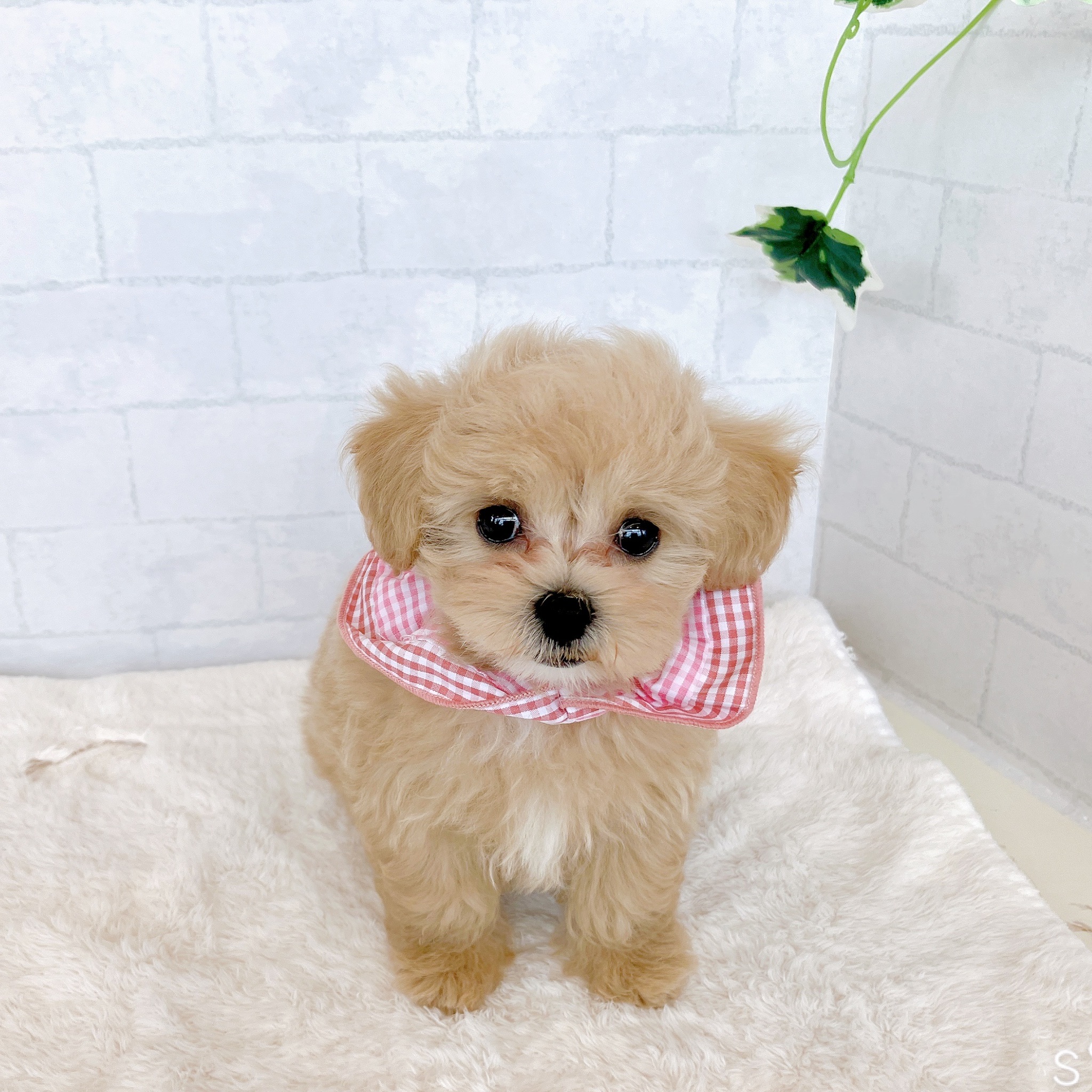 石川県のマルプー(マルチーズ×プードル) (犬の家＆猫の里金沢店/2026年2月4日生まれ/女の子/クリームホワイト)の子犬の1枚目の画像