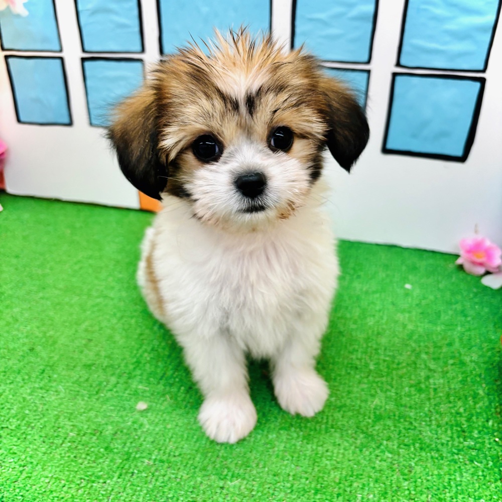 愛知県のハーフ犬・ミックス犬 (犬の家＆猫の里名古屋天白店/2026年2月3日生まれ/女の子/ホワイトブラウン)の子犬の1枚目の画像