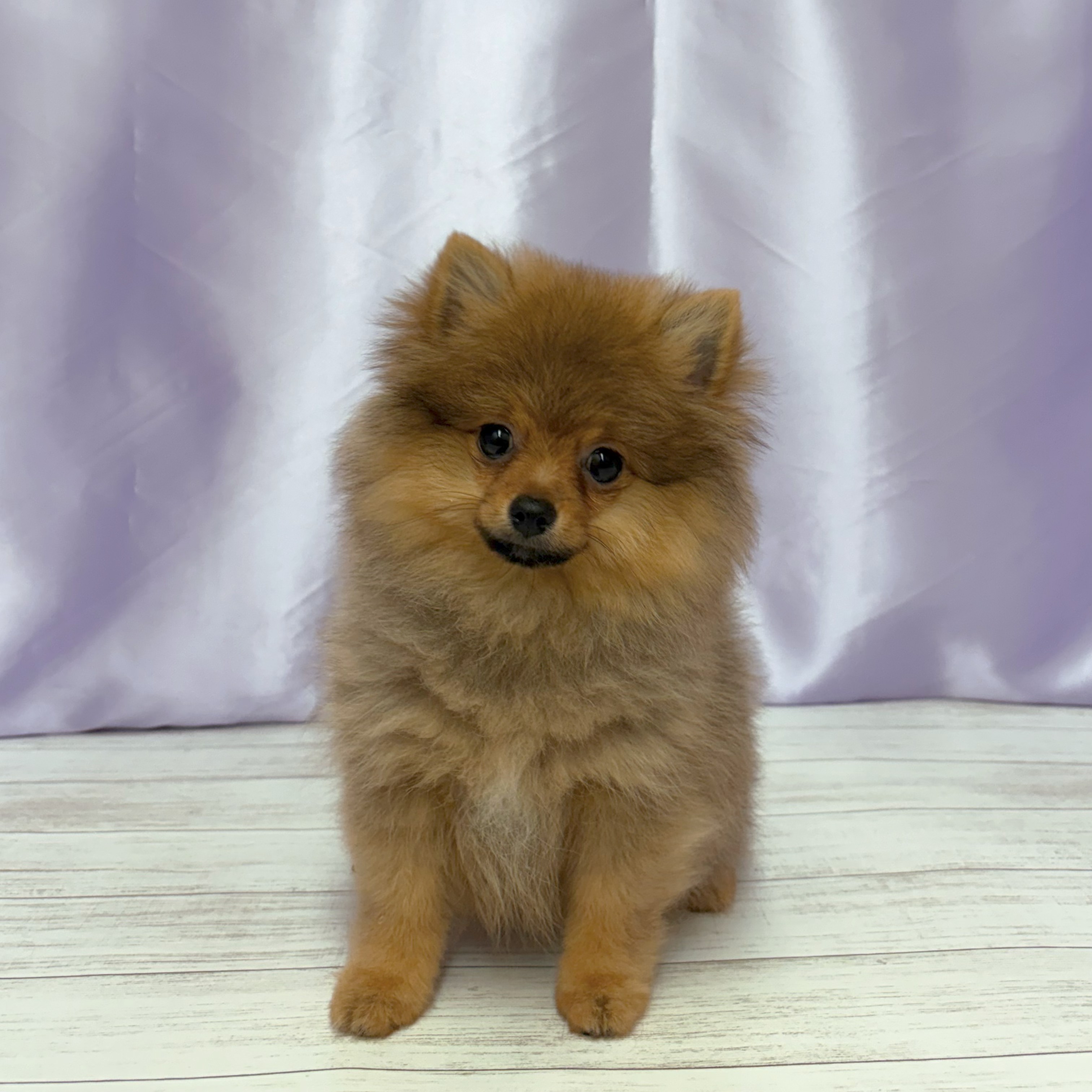 兵庫県のポメラニアン (犬の家＆猫の里尼崎店/2026年2月5日生まれ/女の子/オレンジ)の子犬の1枚目の画像