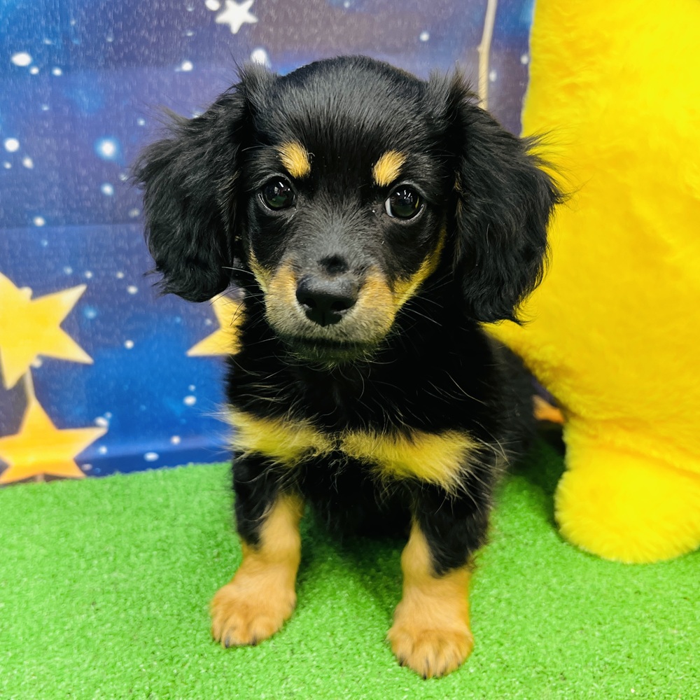 愛知県のチワックス(チワワ×ダックス) (犬の家＆猫の里名古屋天白店/2025年4月14日生まれ/男の子/ブラックタン)の子犬の1枚目の画像