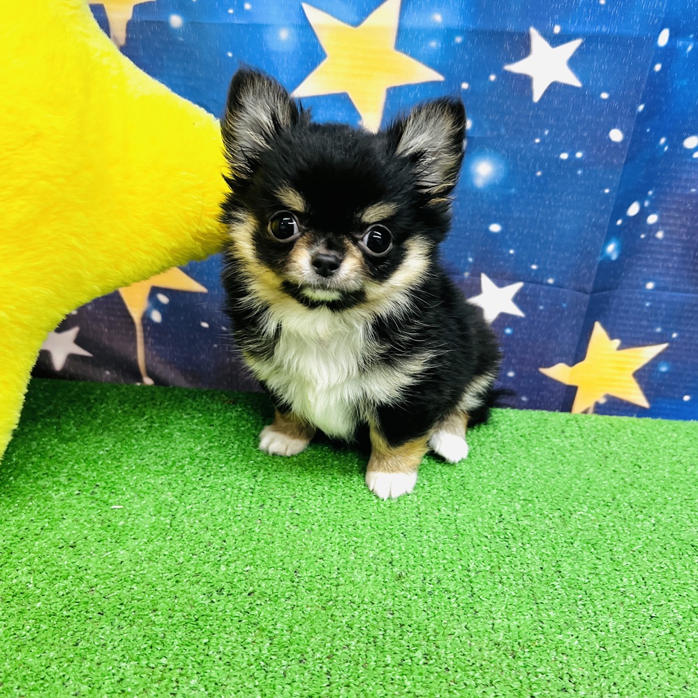 愛知県のチワワ(ロング) (犬の家＆猫の里名古屋天白店/2025年6月23日生まれ/女の子/ブラックタンホワイト)の子犬の1枚目の画像
