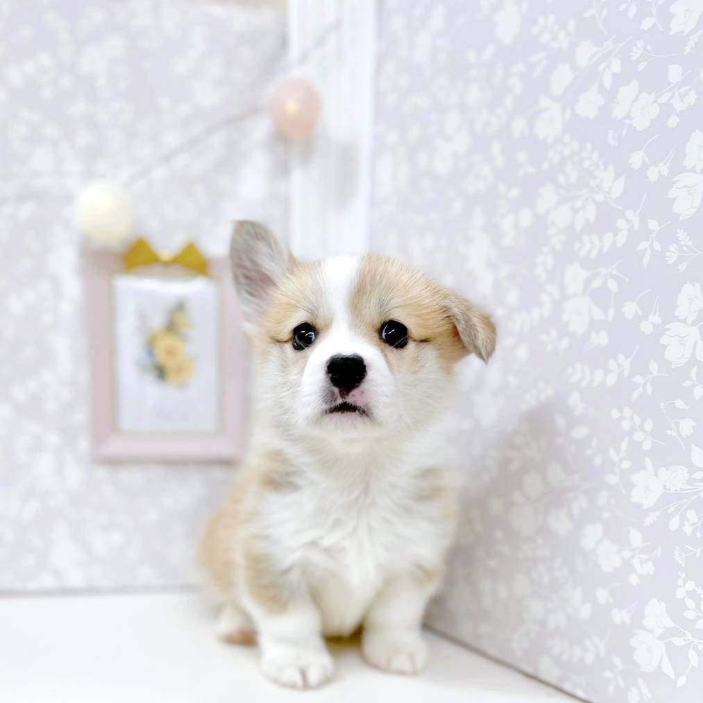 富山県のウェルシュコーギーペンブローク (犬の家＆猫の里アミーゴ高岡蓮花寺店/2026年2月5日生まれ/男の子/レッドホワイト)の子犬の1枚目の画像