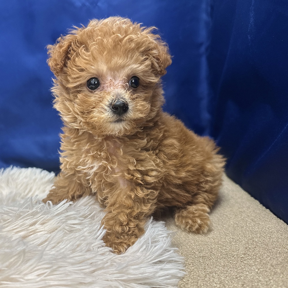 岐阜県のトイプードル(トイ) (犬の家＆猫の里中津川店/2026年2月6日生まれ/男の子/アプリコット)の子犬の1枚目の画像