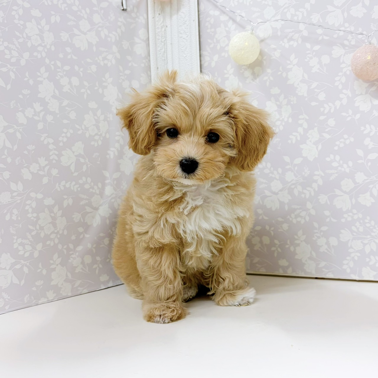 富山県のマルプー(マルチーズ×プードル) (犬の家＆猫の里アミーゴ高岡蓮花寺店/2026年2月7日生まれ/女の子/アプリコットホワイト)の子犬の1枚目の画像