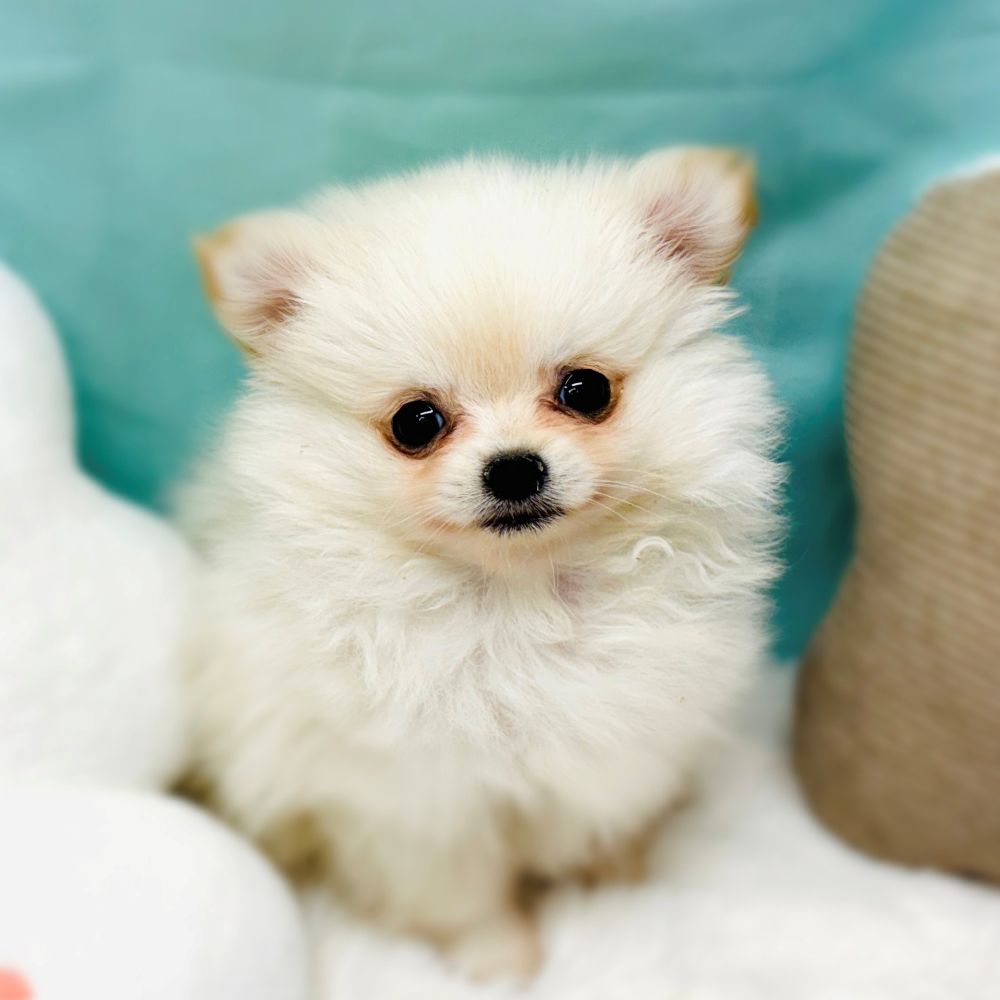 愛知県のポメチワ/チワポメ/ポメチー(ポメラニアン×チワワ) (犬の家＆猫の里愛知刈谷店/2026年2月8日生まれ/男の子/クリーム)の子犬の1枚目の画像