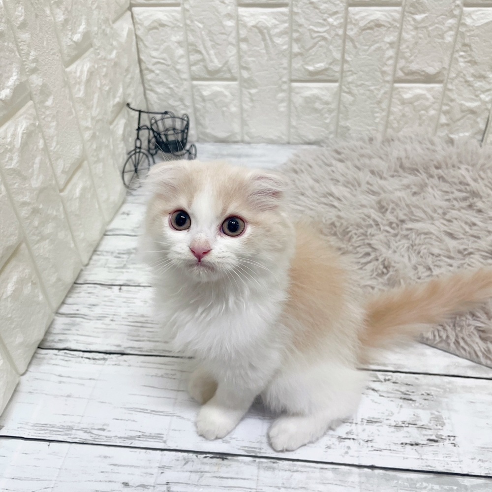 岡山県のスコティッシュフォールド (犬の家＆猫の里岡山店/2026年2月5日生まれ/男の子/クリームタビーホワイト)の子猫の1枚目の画像