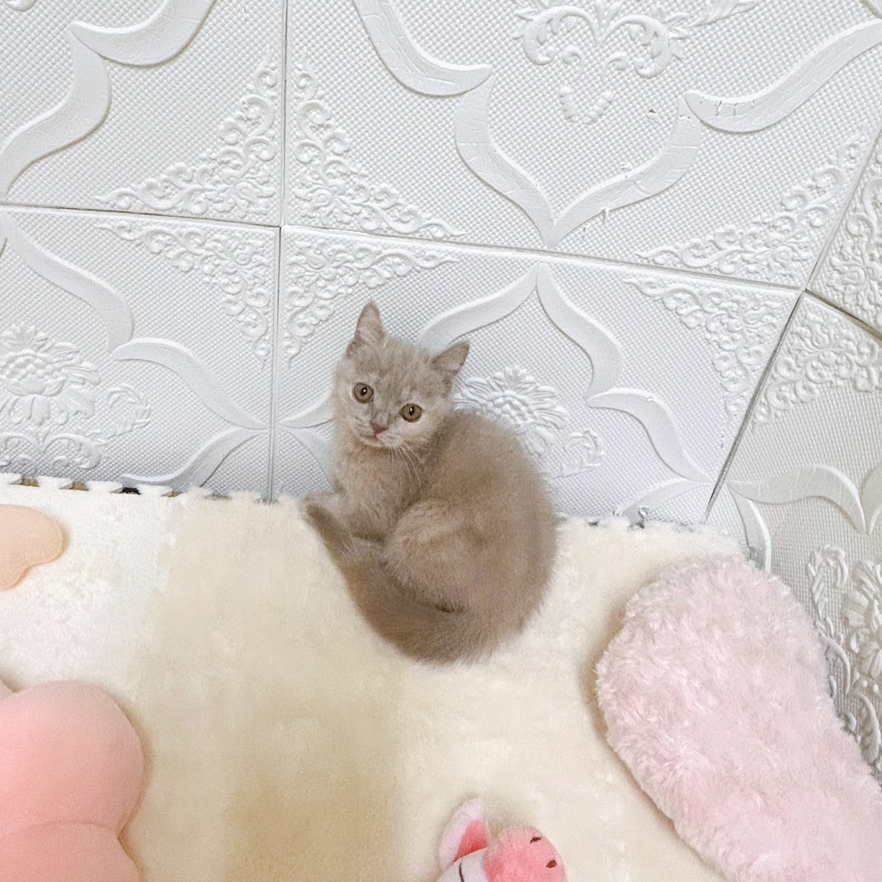 生体画像６