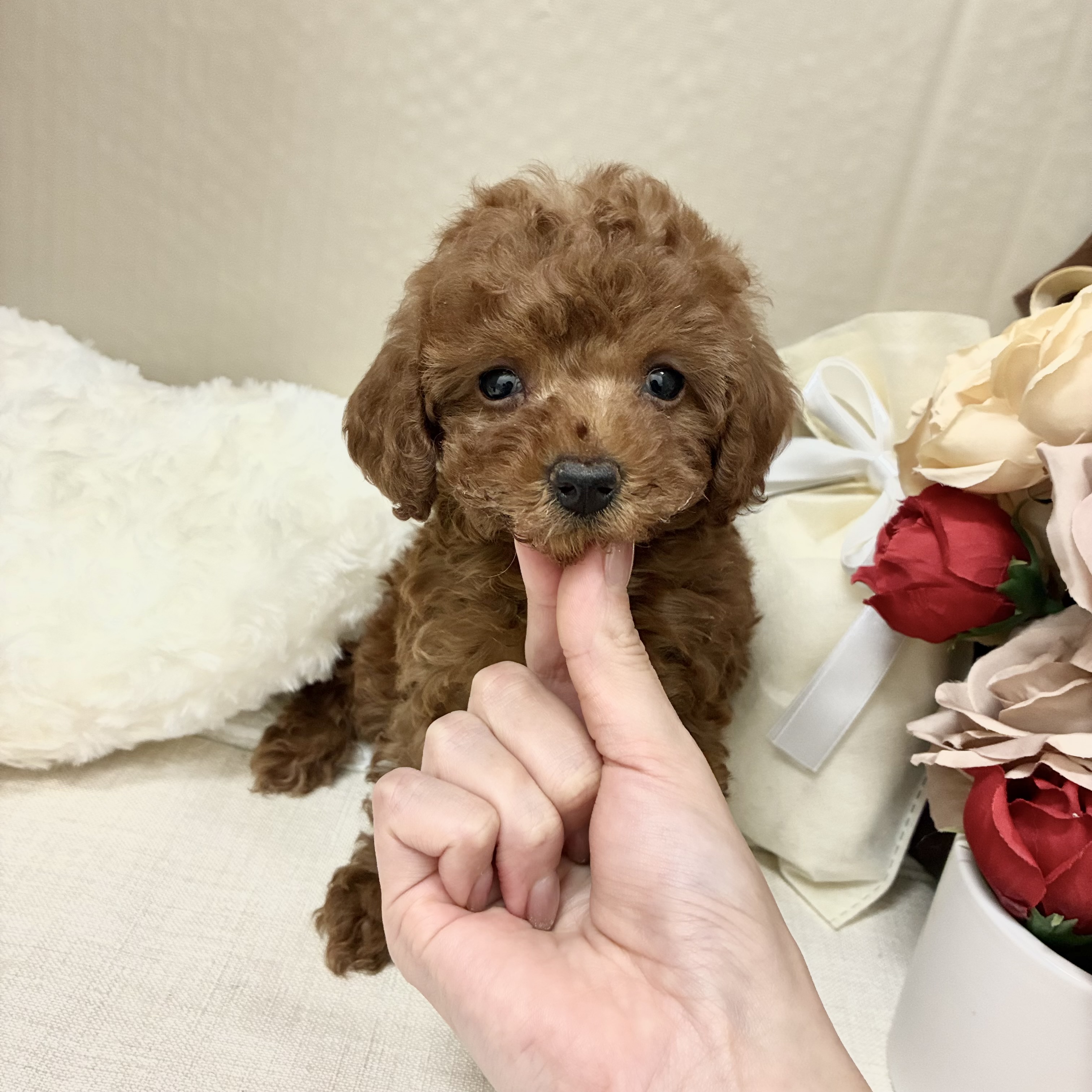 千葉県のトイプードル(トイ) (犬の家＆猫の里ワンズモール稲毛店/2026年2月10日生まれ/男の子/レッド)の子犬の1枚目の画像