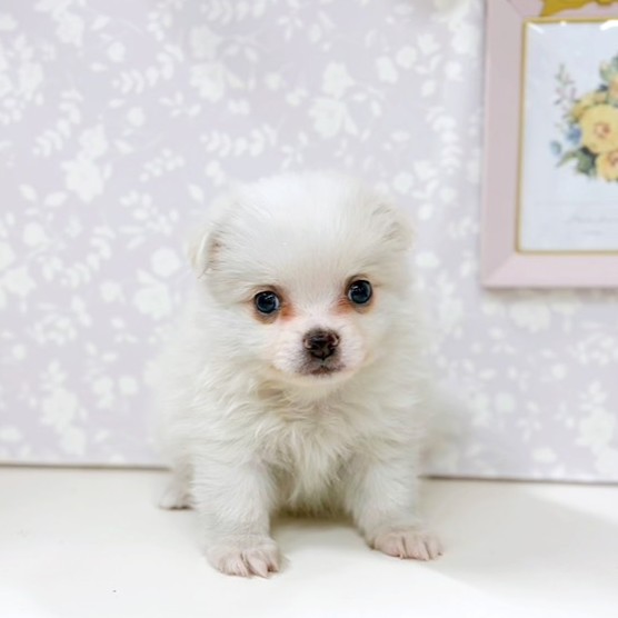 富山県のポメチワ/チワポメ/ポメチー(ポメラニアン×チワワ) (犬の家＆猫の里アミーゴ高岡蓮花寺店/2026年2月7日生まれ/男の子/ホワイトクリーム)の子犬の1枚目の画像
