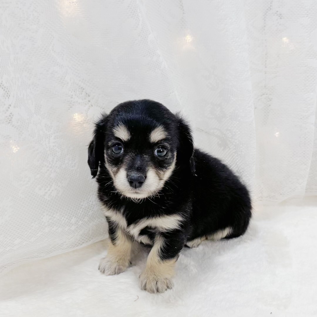 千葉県のチワックス(チワワ×ダックス) (犬の家＆猫の里BIGHOPガーデンモール印西店/2026年2月10日生まれ/女の子/ブラックタンホワイト)の子犬の1枚目の画像