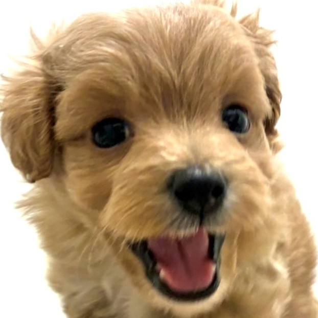 福岡県のポメプー(ポメラニアン×プードル) (犬の家＆猫の里トリアス久山店/2026年2月10日生まれ/男の子/クリーム)の子犬の1枚目の画像