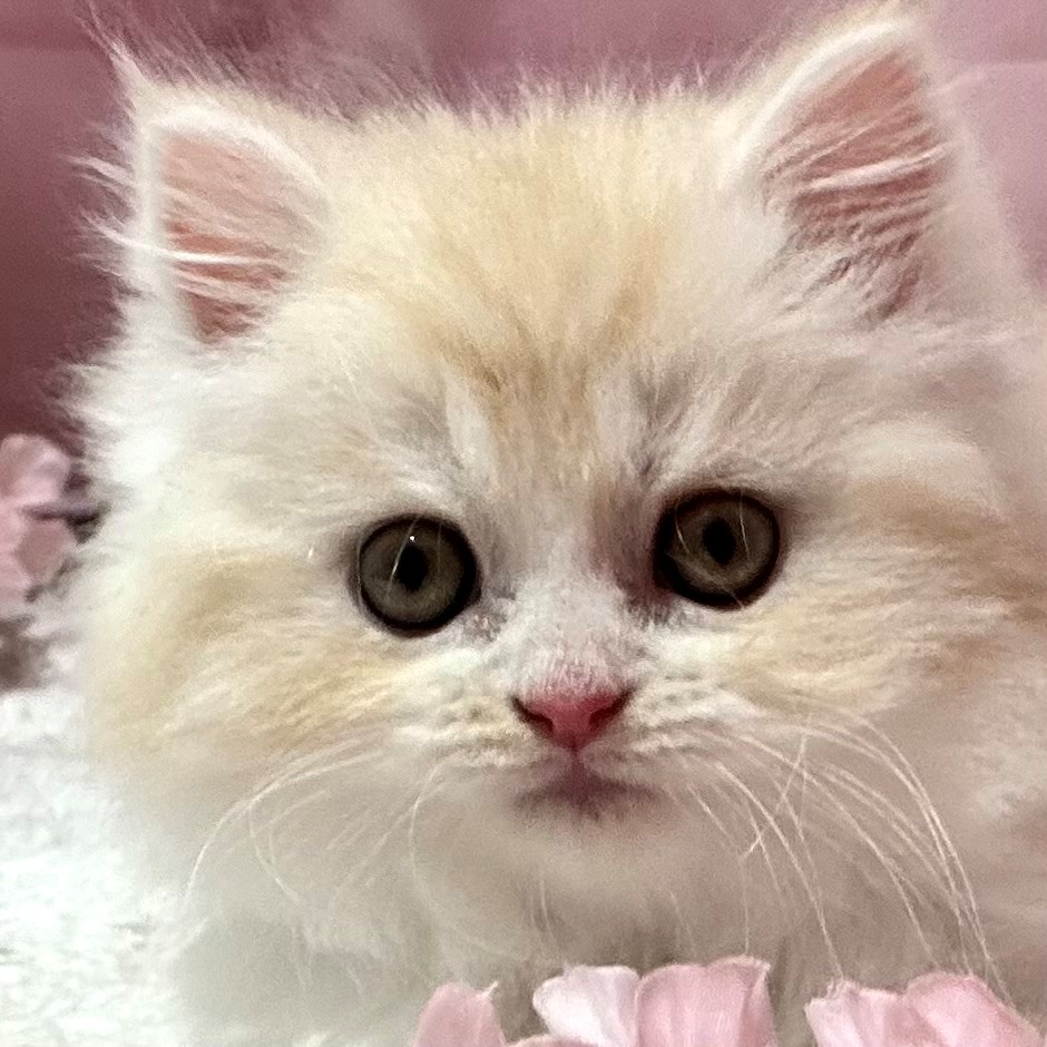 福岡県のマンチカン (犬の家＆猫の里トリアス久山店/2026年2月10日生まれ/男の子/クリームタビーホワイト)の子猫の1枚目の画像