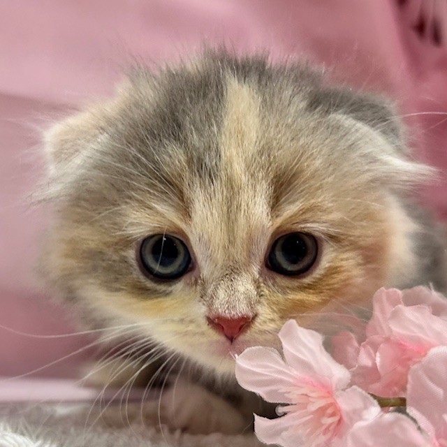 福岡県のスコティッシュフォールド (犬の家＆猫の里トリアス久山店/2026年2月10日生まれ/女の子/ブルーパッチドタビーホワイト)の子猫の1枚目の画像
