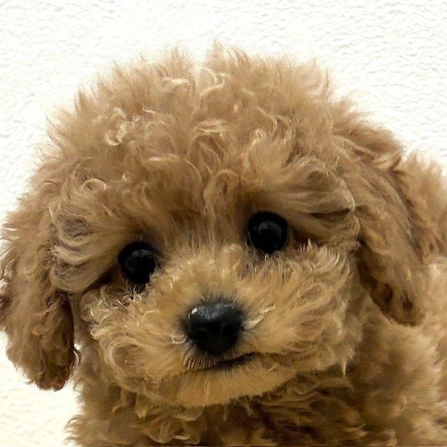 福岡県のトイプードル(トイ) (犬の家＆猫の里トリアス久山店/2026年2月6日生まれ/男の子/レッド)の子犬の1枚目の画像