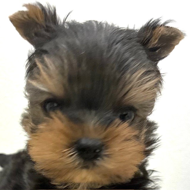 福岡県のヨークシャーテリア (犬の家＆猫の里トリアス久山店/2026年2月8日生まれ/男の子/スチールブルータン)の子犬の1枚目の画像