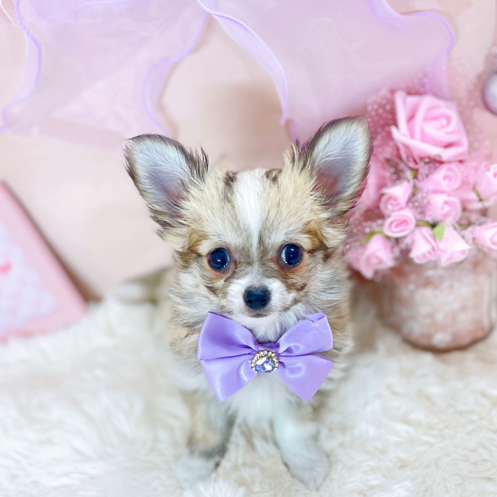 福井県のチワワ(ロング) (犬の家＆猫の里アミーゴ福井大和田店/2026年2月10日生まれ/女の子/フォーンホワイト)の子犬の1枚目の画像