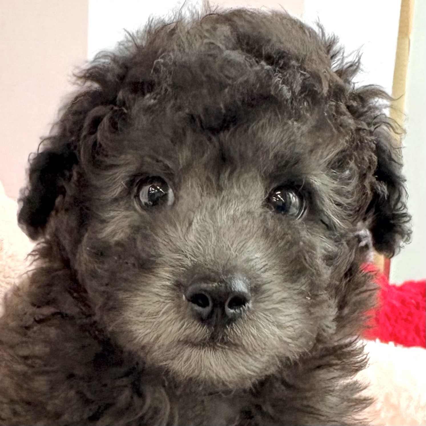 岡山県のトイプードル(トイ) (犬の家＆猫の里倉敷中庄店/2026年2月13日生まれ/男の子/グレー)の子犬の1枚目の画像
