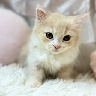 兵庫県のミヌエット (犬の家＆猫の里カナート西神戸店/2026年2月13日生まれ/男の子/クリームタビーホワイト)の子猫の1枚目の画像