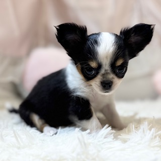 兵庫県のチワワ(ロング) (犬の家＆猫の里カナート西神戸店/2026年2月14日生まれ/女の子/トライカラー)の子犬の1枚目の画像