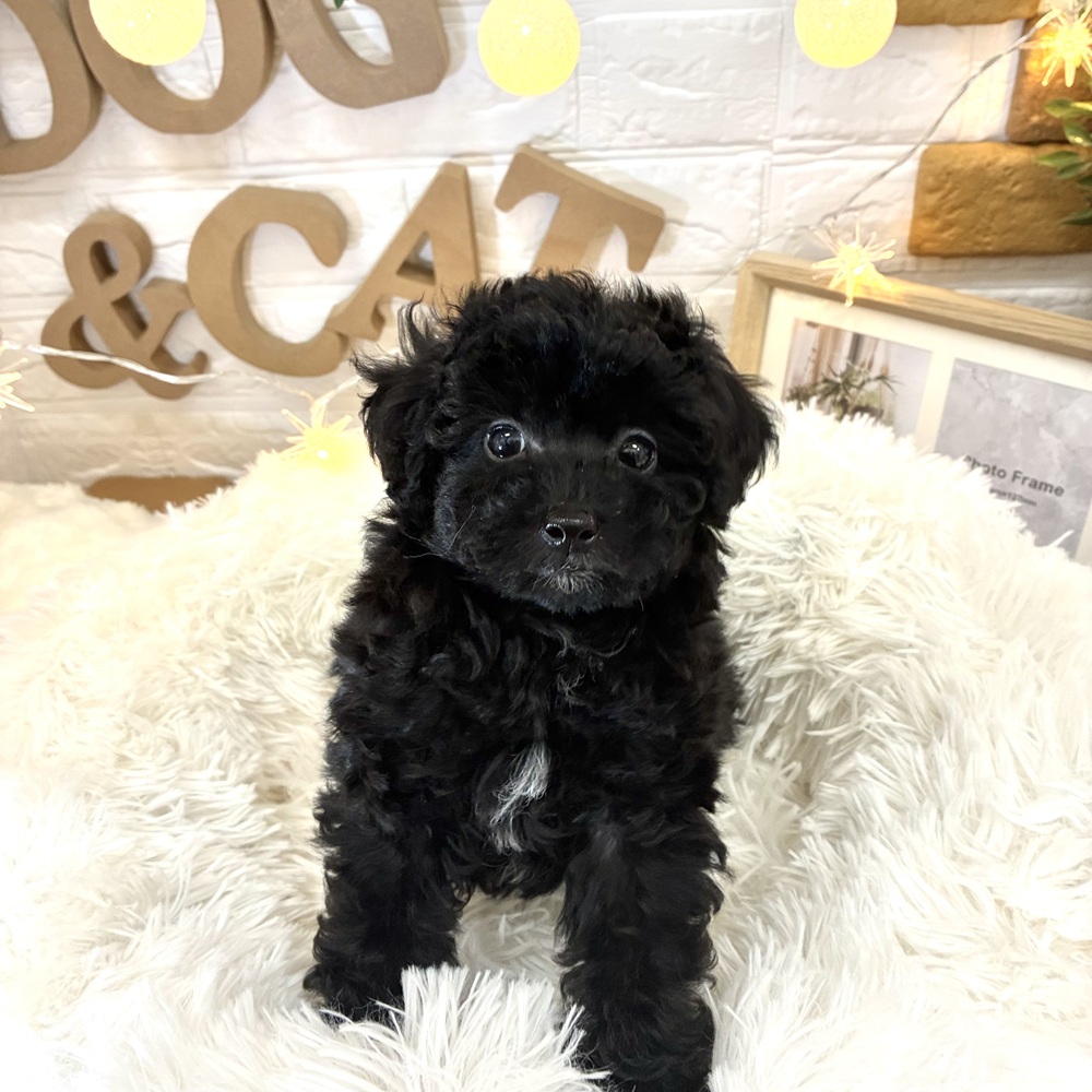 千葉県のトイプードル(トイ) (犬の家＆猫の里ワンズモール稲毛店/2026年2月16日生まれ/女の子/ブラック)の子犬の1枚目の画像