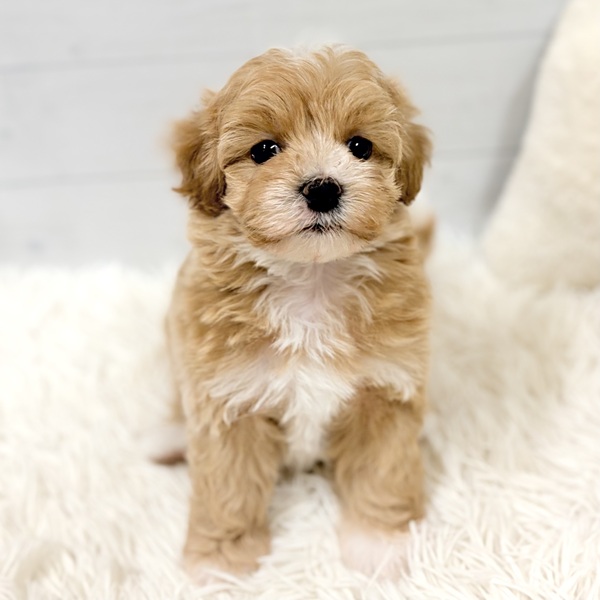 愛知県のマルプー(マルチーズ×プードル) (犬の家＆猫の里豊田店/2026年2月14日生まれ/男の子/アプリコット)の子犬の1枚目の画像