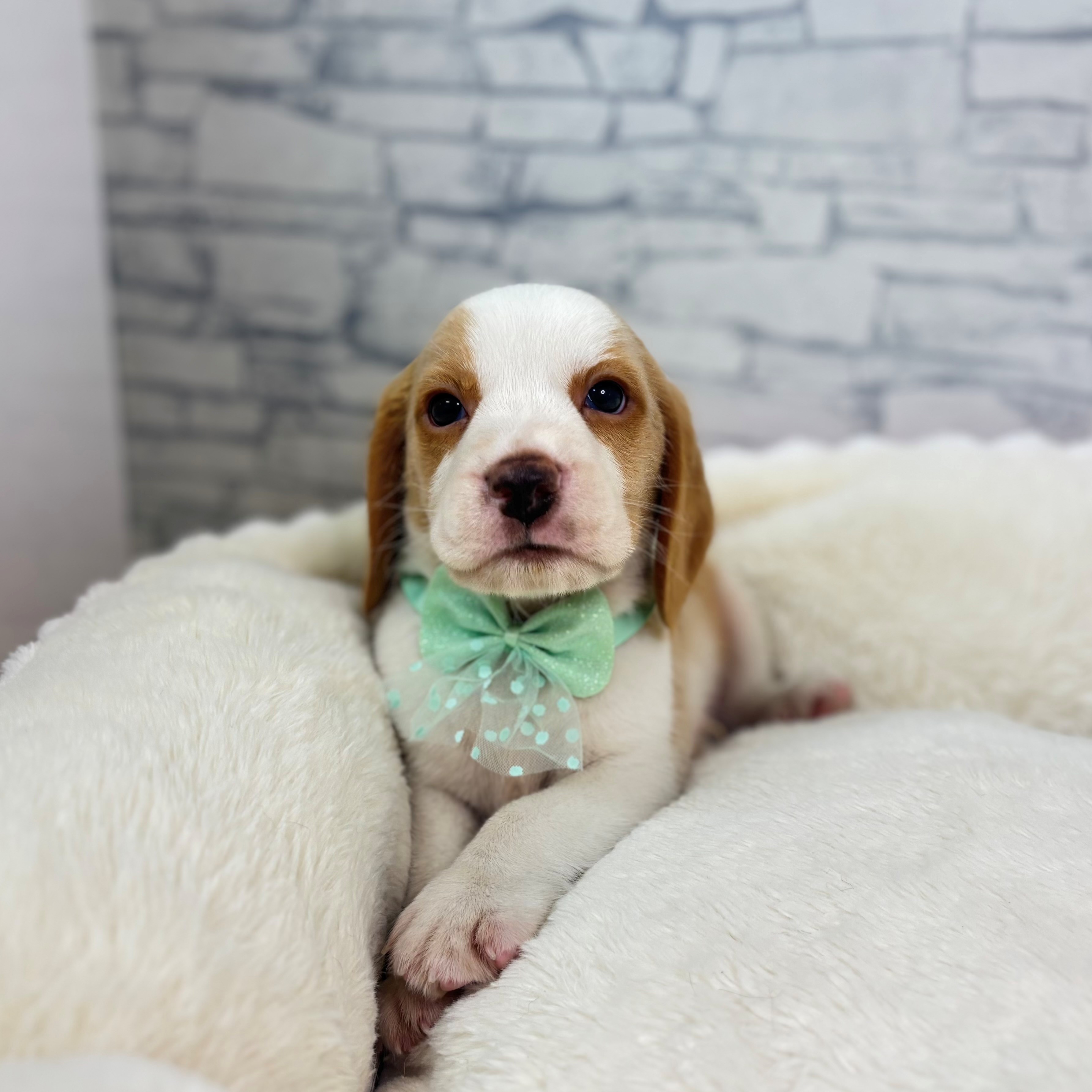 ビーグル男の子の写真